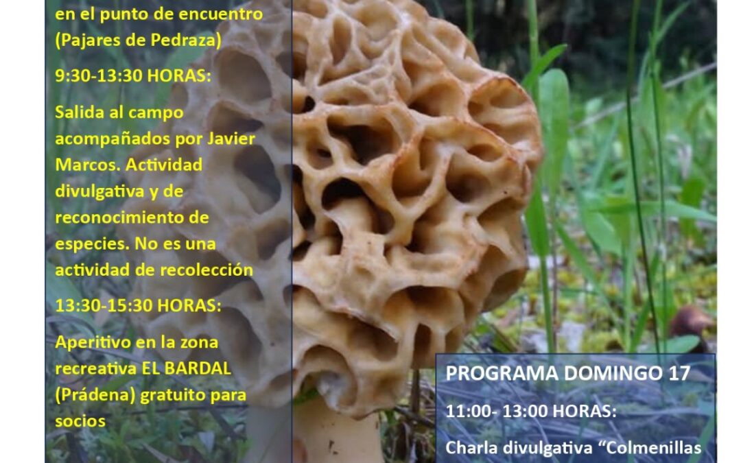 Actividades de la Sociedad Micológica Segoviana “Jornadas Micológicas de Primavera” 2026